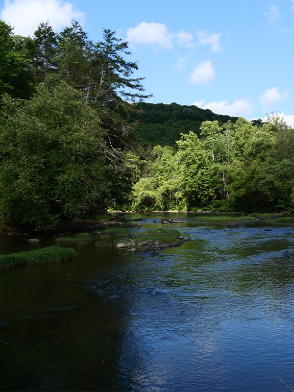 meadow-river-about